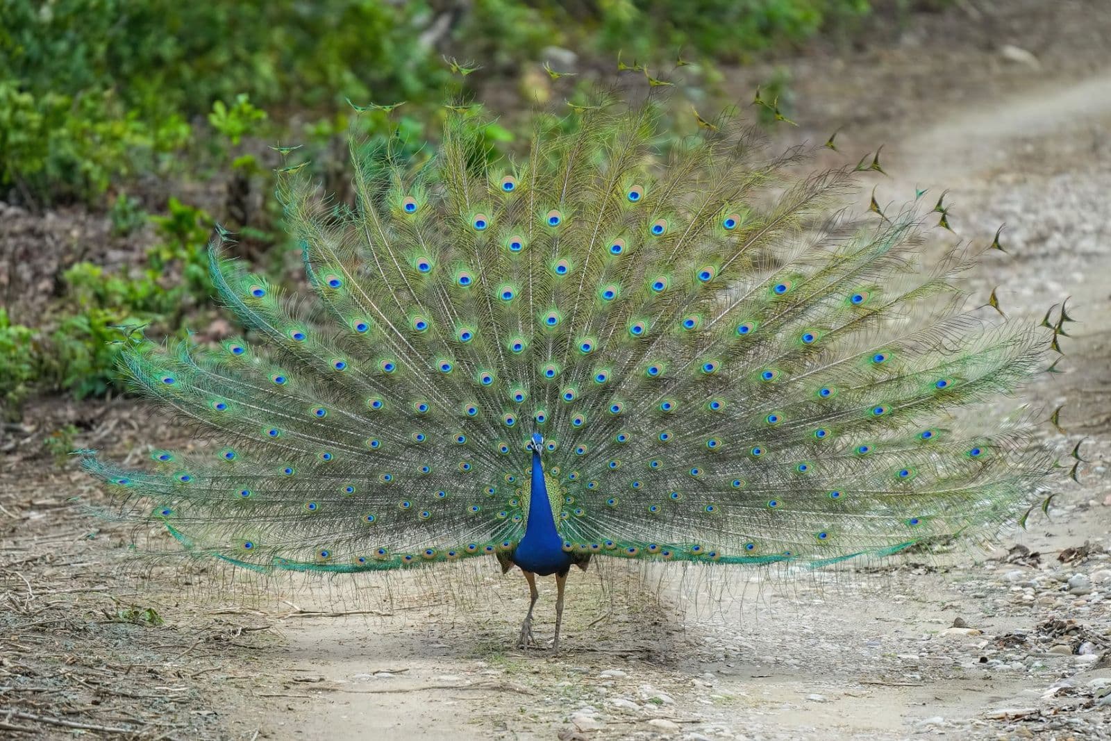 A peacock with its tail fanned open on a forest track