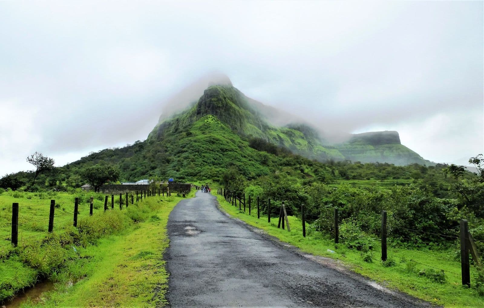 A road through bright green monsoon fields towards the flat-topped hill of Visapur Fort