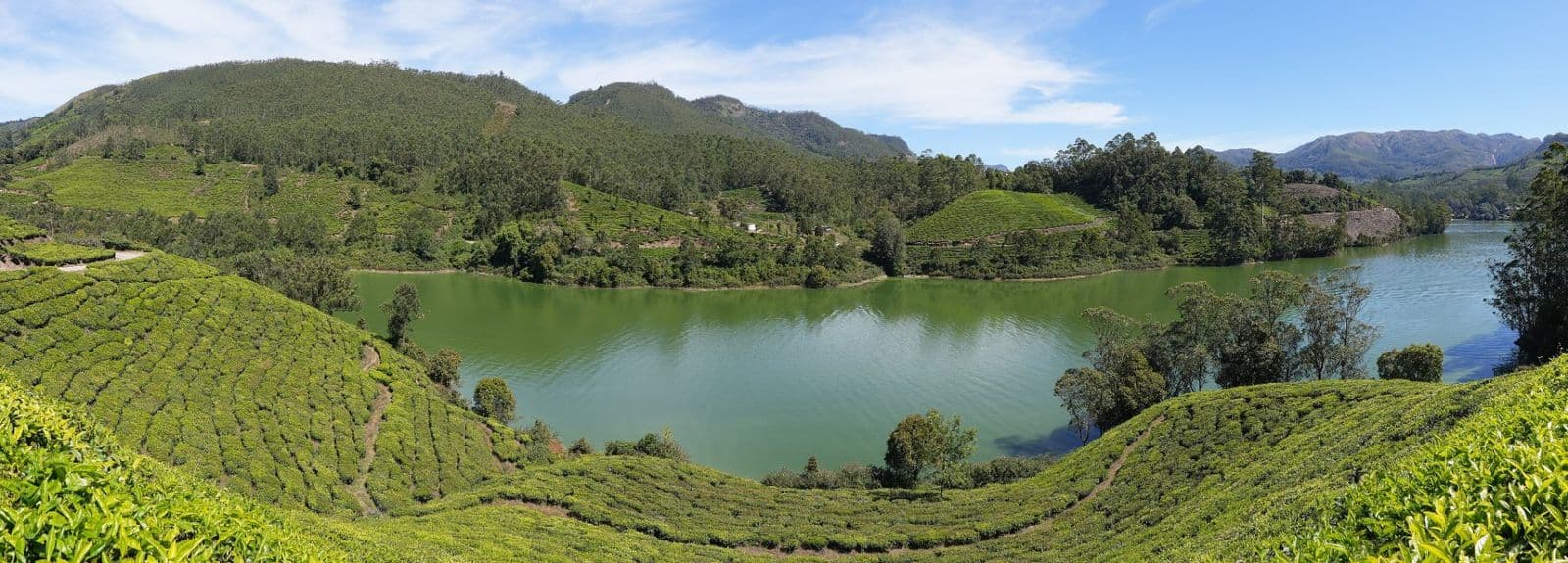 Tea plantations sloping down to Mattupetty reservoir in the Kannan Devan hills