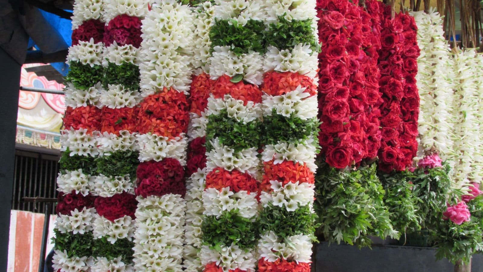Rows of white, red and green flower garlands hanging ready for a wedding